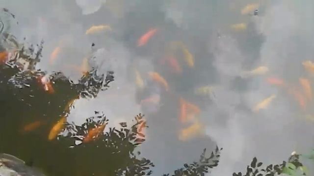 СИНГАПУР. Ботанический сад. смотреть онлайн