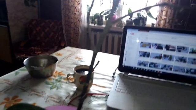 Помогите спасти орхидею от загнивания и как нарастить корни?! смотреть онлайн