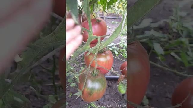 Урожайные, черные красавцы! Томаты! #томат #черные #экзотика #вкусные #урожайные смотреть онлайн