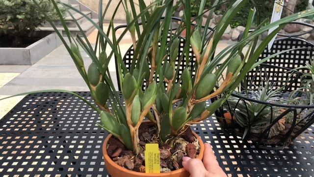 ОРХИДЕЯ Maxillariella tenuifolia!!! ОБЗОР И УХОД. смотреть онлайн