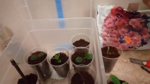 Спасаем черенки гортензии "метельчатой"