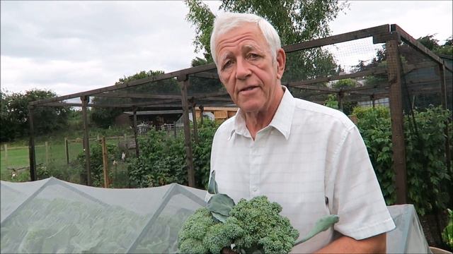 Harvested Cucumbers,Strawberries, and Redcurrants. Tied Squashes Onto The Frame смотреть онлайн