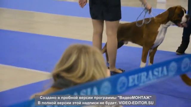 Евразия 2015 юниоры5 смотреть онлайн