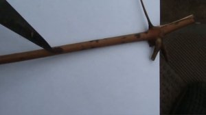 Болезни винограда. Оидиум на листьях, ягодах и  лозе.