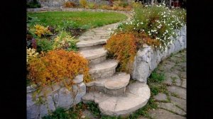 НОВИНКА! Декоративный КУСТАРНИК, который восхищает своей красотой!!!  СТЕФАНАНДРА КРИСПА