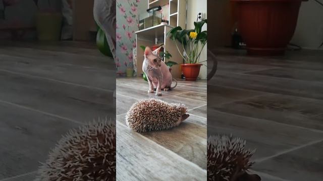 Сфинкс и ёж, знакомство. смотреть онлайн