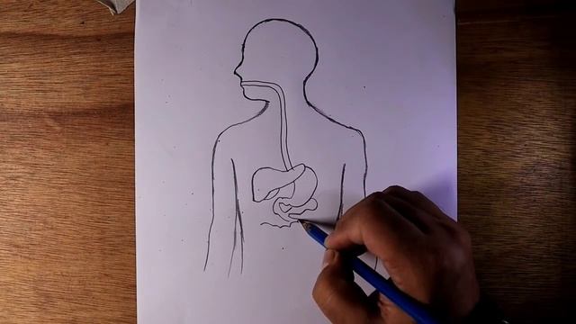 human digestive system diagram pencildrawing смотреть онлайн