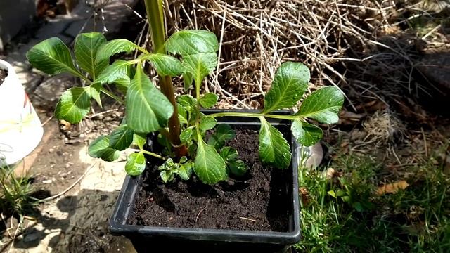 Planting and Growing Dahlias! Cannas! Acidanthera! Spring update on Dahlia tubers смотреть онлайн