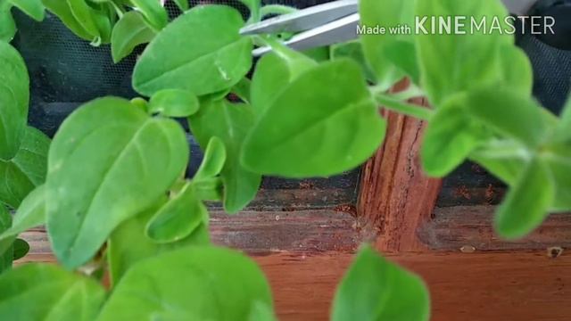 Petunia Propagation/Sobha's world смотреть онлайн