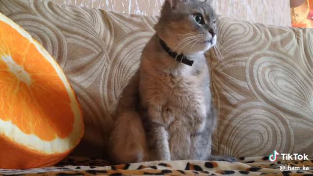 Напугала кота смотреть онлайн