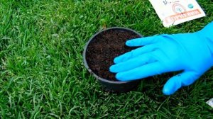 МОРОЗНИКИ - РАЗМНОЖЕНИЕ СЕМЕНАМИ . (МНОГОЛЕТНИЕ РАСТЕНИЯ ИЗ СЕМЯН )