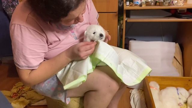 Даём щенкам первый прикорм и первое глистогонное. смотреть онлайн