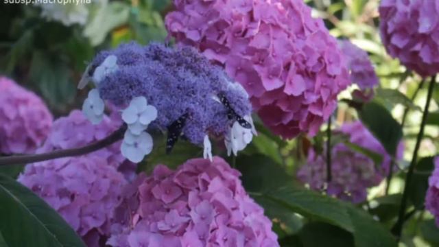 Un giardino di ortensie come luogo di racconti смотреть онлайн