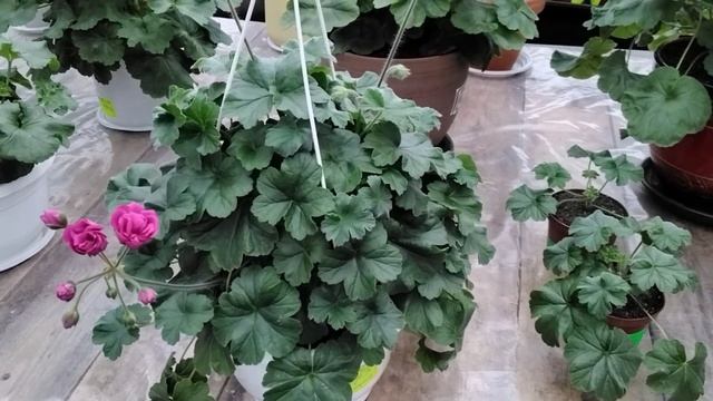 #338.Пеларгония,цветущая круглый год! смотреть онлайн