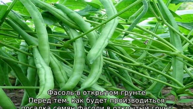 Когда сажать фасоль в открытый грунт в Подмосковье смотреть онлайн