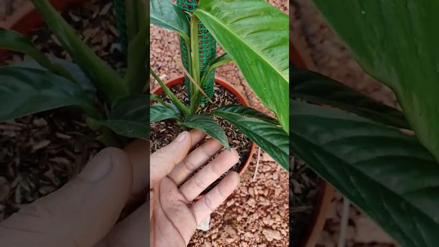Tanaman Rhaphidophora Foraminifera Variegata White Mint