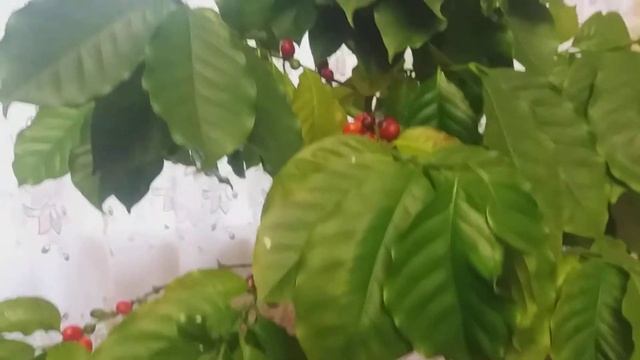 Часть 1. Секреты кофе Арабика ☕??? смотреть онлайн
