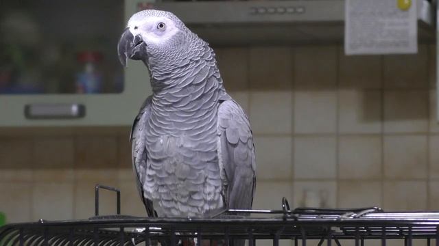 Самый умный попугай Жако смотреть онлайн