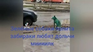 Зелёная собака поп ит забирака