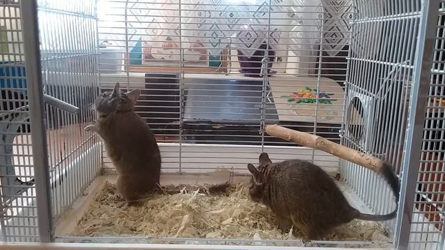 Дегу.Цирковые звери. смотреть онлайн