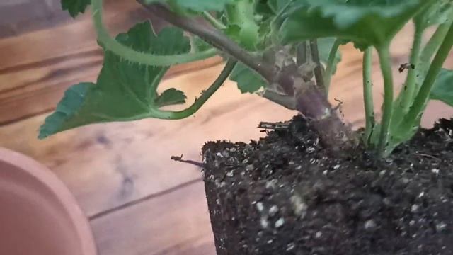 ПЕЛАРГОНИЯ "ЦАРЬ ДЕВИЦА" И ГОРТЕНЗИЯ "ЛИДИЯ САМАРСКАЯ" ИЮЛЬ 2023 Г смотреть онлайн