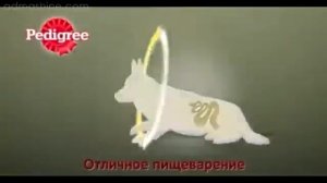 Корм для собак Pedigree