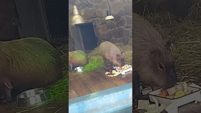 Капибара я в зоопарке В Ростове-на-дону смотреть онлайн