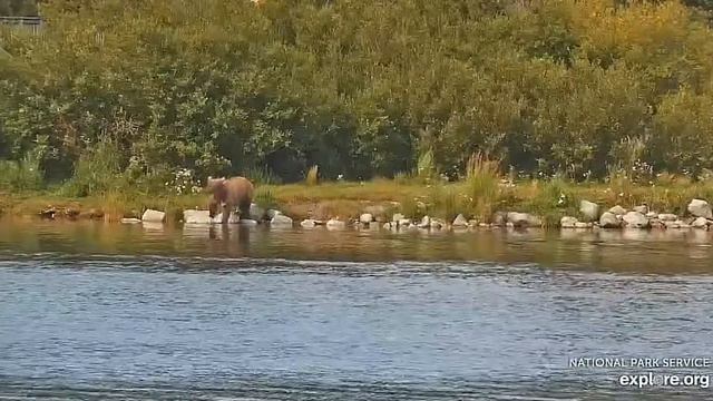 Мама контролирует путешествие медвежат по берегу#Katmai National Park, Alaska 2023 смотреть онлайн