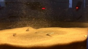 Tornado Simulator 2021 - Start to Full Speed in 120FPS