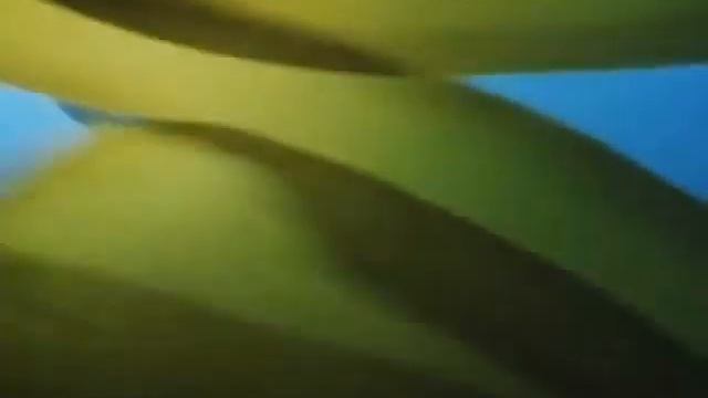 морская водоросль ламинария смотреть онлайн