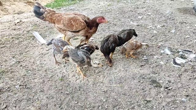 Чу Шамо 100% смотреть онлайн