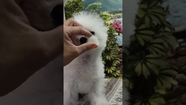 АМОНЯ ХОТО 💓, 4 месяца, миниатюрный мальчик БИШОН ФРИЗЕ, 1,7 кг смотреть онлайн