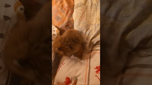 Померанский шпиц ложится спать смотреть онлайн