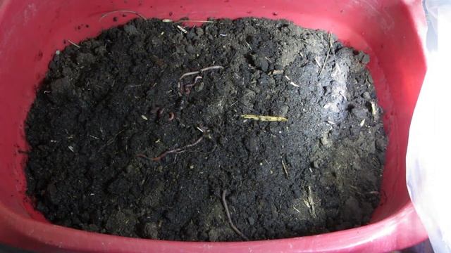 Биогумус(Вермикомпост) готов! Для чего нужен биогумус!