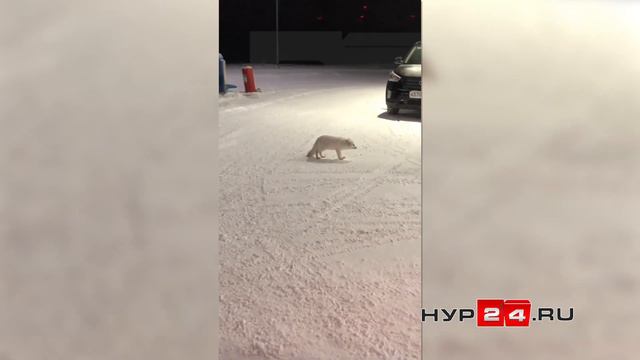 Песец на заправке в Новом Уренгое смотреть онлайн