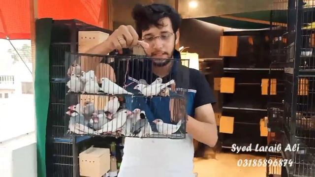 Java Finch || Male Female difference || Colony Result by Laraib ali syed смотреть онлайн