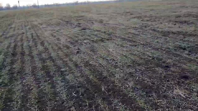 первая подкормка озимой пшеницы аммиачной селитрой в 2021 году смотреть онлайн