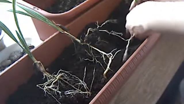 Финики пересадка смотреть онлайн