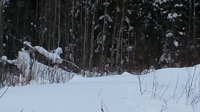 куропатки обнаглели смотреть онлайн
