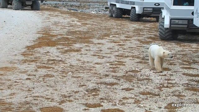 Белый Медведь в национальном парке Вапуск. Канада - Polar Bear in Vapusk National Park. Canada смотреть онлайн