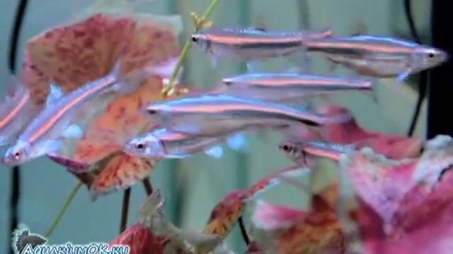 Нотрописы радужные (Notropis chrosomus) в нано-аквариуме. смотреть онлайн