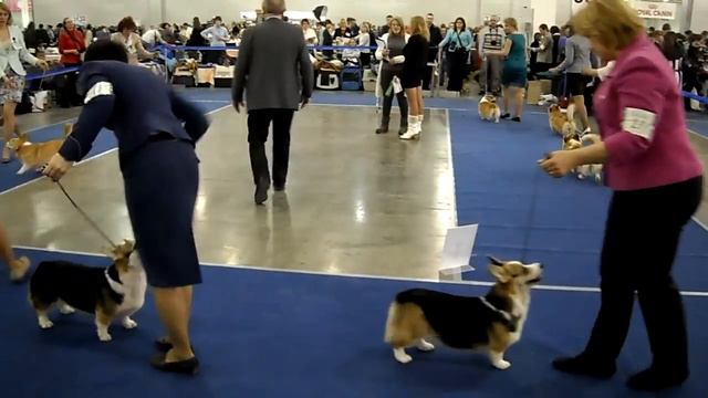 Евразия-2013-II. Вельш-корги (1/3) смотреть онлайн