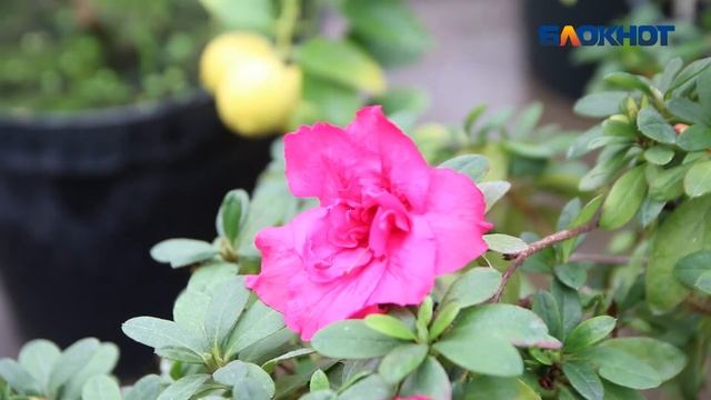 Уникальная теплица ботсада открылась в Волжском смотреть онлайн