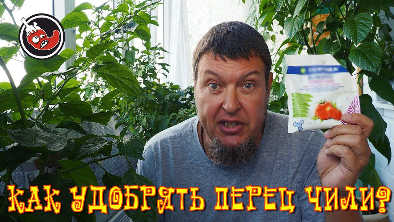 Чем и как удобрять перец чили дома?