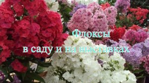 Флоксы в саду и на выставках