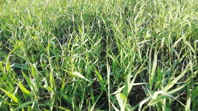 Засуха. Сухой полив. Работа долотьями по кукурузе. смотреть онлайн