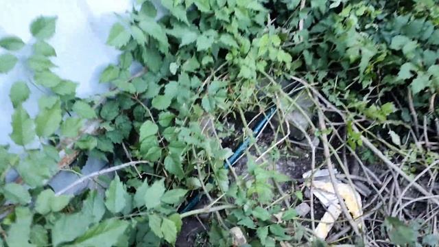 Индюшка села на яйцах смотреть онлайн