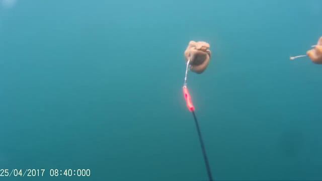 Подводная камера для рыбалки ловля камбалы подводные съемки Catching flounder underwater camera смотреть онлайн