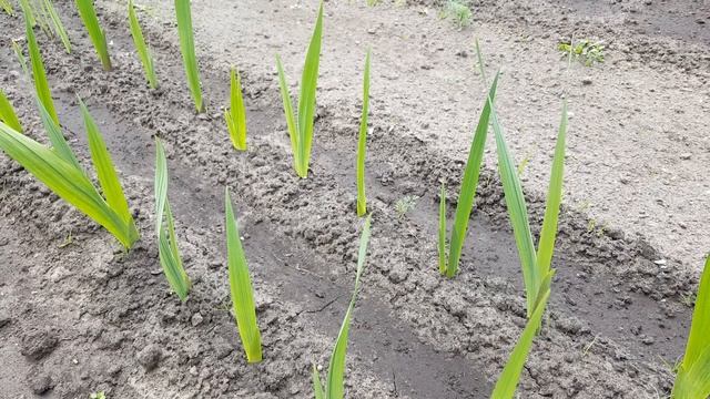 Гладиолусы проросли и что дальше ? Gladiolus . смотреть онлайн