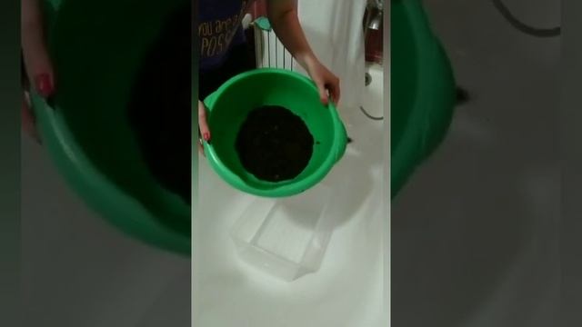 Пересадка месячных улиток. Новый домик для маленьких Ахатин смотреть онлайн